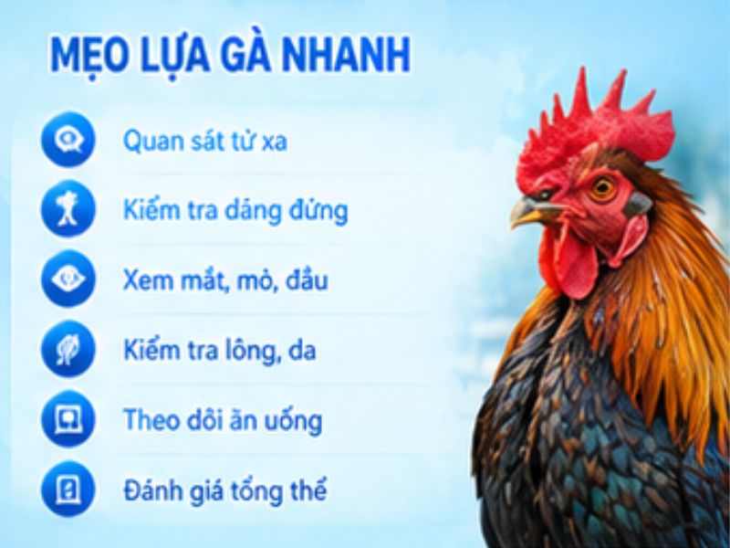 Cách kiểm tra nhanh khi lựa gà