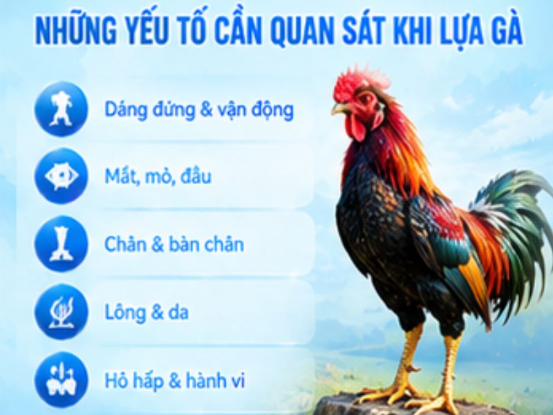 Cách lựa gà đá khỏe cần nhìn những gì?