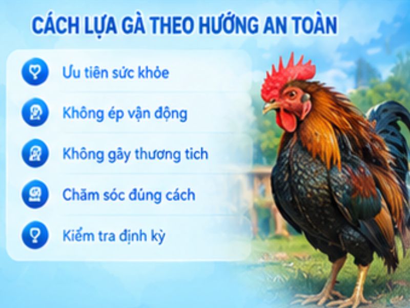 Cách lựa gà theo hướng an toàn và bền vững