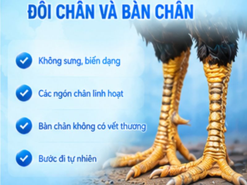 Kiểm tra đôi chân và bàn chân