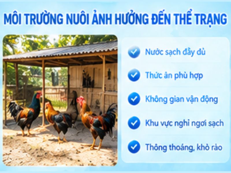 Môi trường nuôi ảnh hưởng trực tiếp đến thể trạng