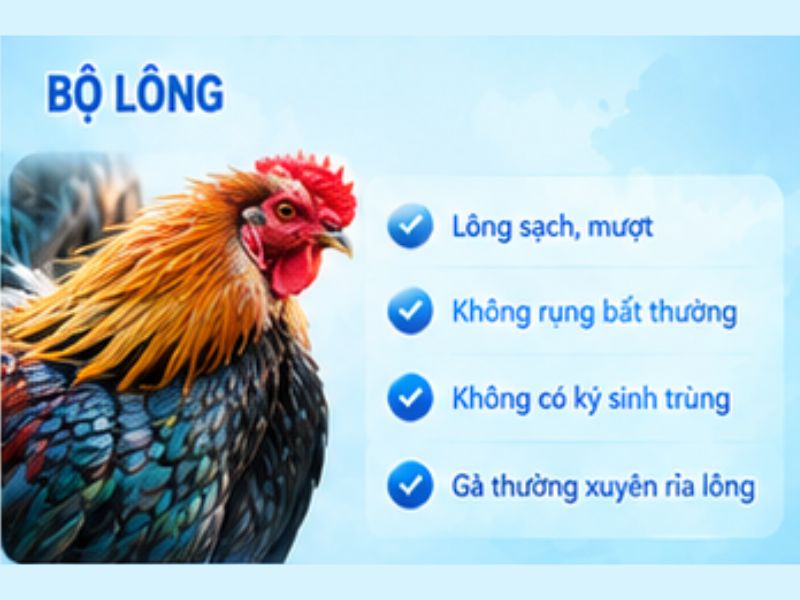 Quan sát bộ lông