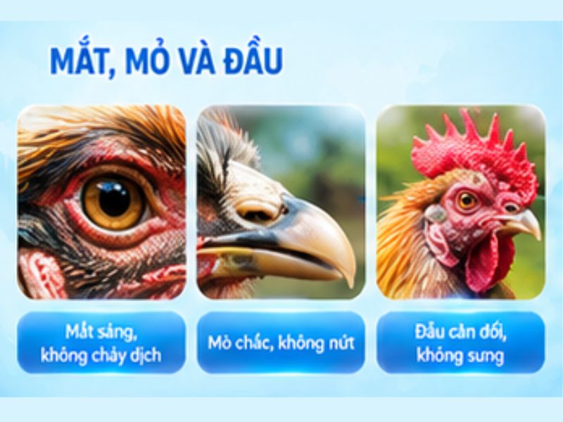 Xem mắt, mỏ và đầu gà